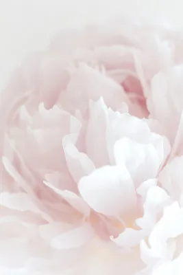 Verticaal portret van een zachte roze pioenroos in zomerse buitenlucht met delicate bloembladeren