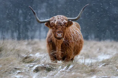 Horizontale winterfoto van een highland cow met dikke vacht in een oranje verlicht sneeuwlandschap bij Wassenaar