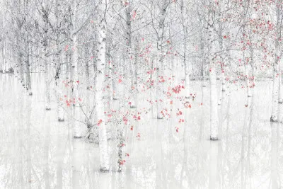 Horizontale fotografie van rode berken langs een rivier met reflecties en herfstkleuren in rood en wit