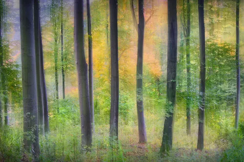 Foto van een zomers boslandschap met groene bladeren en zonlicht tussen de bomen in horizontale oriëntatie
