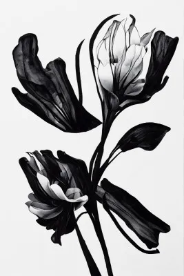 Verticaal zwart-wit illustratie van een tulp op een effen lichte achtergrond, minimalistische botanische kunst