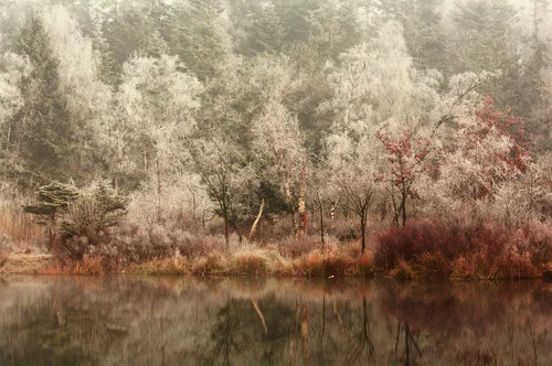 Horizontale winterfoto van een bevroren meer met rode bomen en rijp in een kalm boslandschap