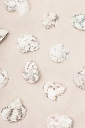 Verticale close-up van schelpen verspreid op warm kustzand met hoog licht en textuur