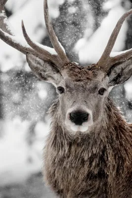Verticaal portret van een edelhert met groot gewei in een besneeuwd bos tijdens winterse sneeuwval