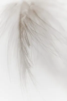Macrofotografie van een witte veer in zachte beige en neutrale tinten, verticale compositie, buitenomgeving