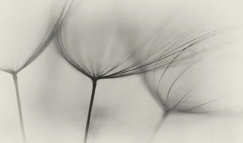 Zwart-wit close-up van tragopogon zaailingen met zachte donzige pluimen in een minimalistisch horizontaal beeld