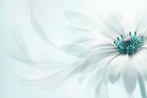 Horizontale macrofoto van een turquoise bloem met delicate bloemblaadjes en zachte belichting