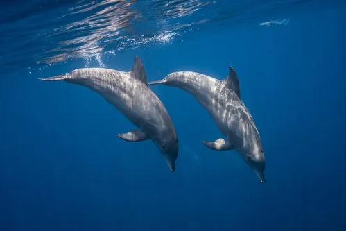 Two bottlenose dolphins