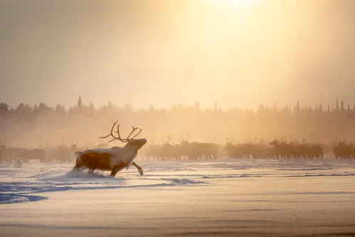 Horizontale foto van een rendier met gouden gewei in een besneeuwd Russisch winterlandschap