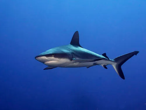Horizontale onderwaterfoto van een grijze rifhaai in het blauwe water van Fakarava Atoll