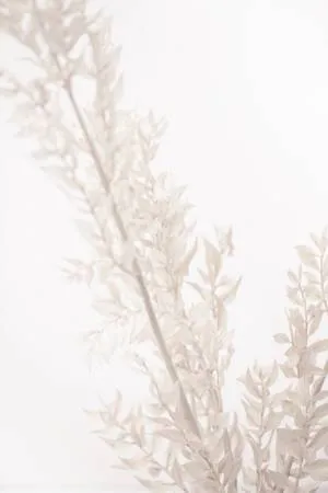 Verticale fotografie van gedroogde grassprieten tegen een heldere witte achtergrond in een botanische stijl