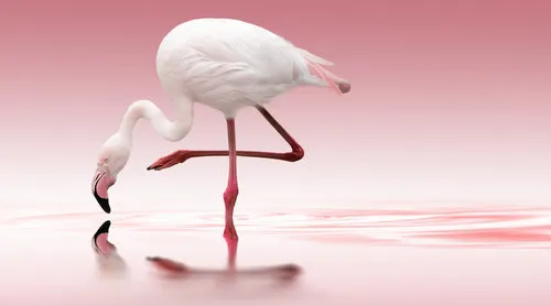 Horizontale foto van twee roze flamingo’s langs water met spiegeling, romantisch en natuurlijk tafereel
