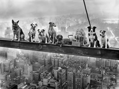 Lunch Atop a Skyscraper - Dog Edition