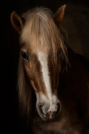 Verticale fotografie van paarden op een Franse boerderij met natuurlijke kleuren en ochtendlicht