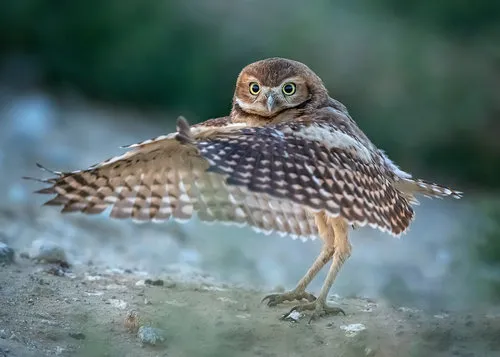 A littile Latin dancer