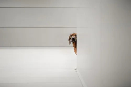 Horizontale foto van minimalistische honden in stedelijk wit interieur met grafische lijnen