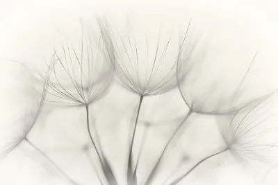 Horizontale macrofoto van zachte witte pluizige paardenbloemzaden met subtiel bokeh en hoog sleutellicht