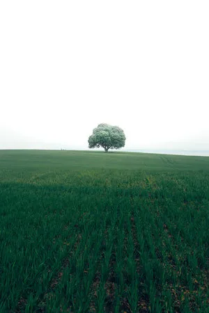 The lonely oak tree