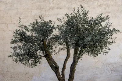 Olive Trees