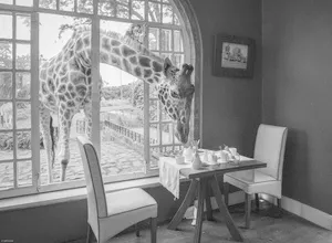 Zwart-wit foto van giraffen die samen thee en koffie drinken aan een tafel bij het raam