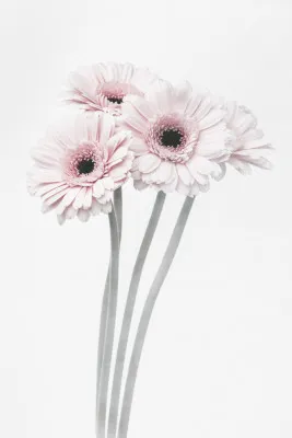 Verticale foto van zachte roze bloemen met een witte achtergrond in pastelkleuren