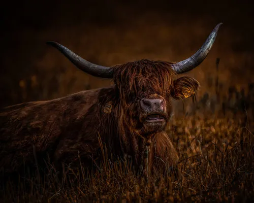 Horizontale foto van een Angus koe liggend in een donkere, landelijke weide met hoorns en gras