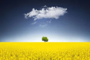 Surreal Canola Field