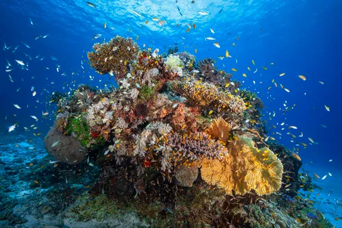 Underwater biodiversity