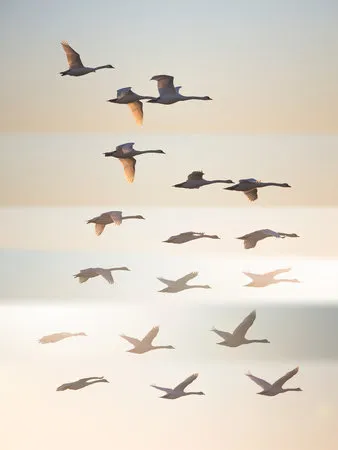 Verticale foto van zwanen in vlucht tegen een kleurrijke lucht voorbij de ondergaande zon