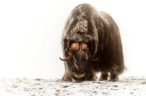 Horizontale foto van een majestueuze muskox in een mistig, besneeuwd winterlandschap met rijp en heldere lichteffecten