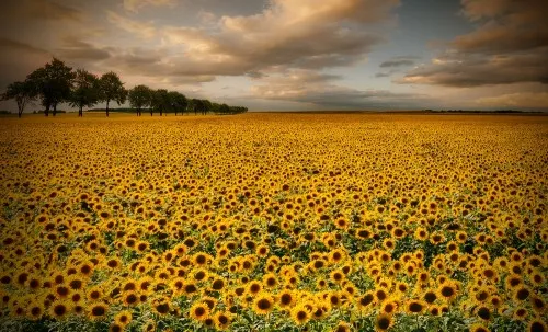 Horizontale landschapsfotografie van een dicht begroeid geel zonnebloemenveld onder zomerse lucht in Polen