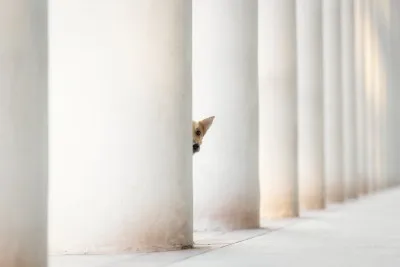 Bella - and the Pillars of the Earth...