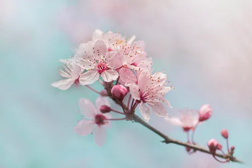 Close-up van roze kersenbloesem tak in zachte pasteltinten met bokeh achtergrond