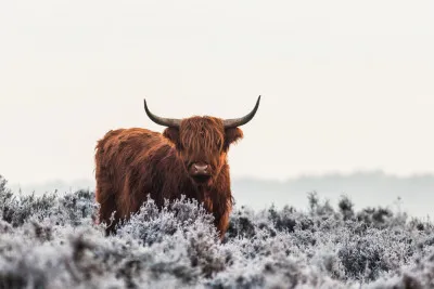 Horizontale foto van een hooglander met lange vacht en horens in een sneeuwrijk, bevroren Nederlands landschap