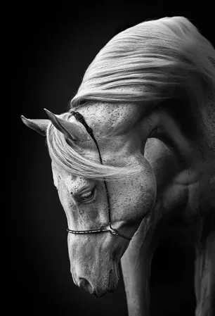 Verticaal portret van een arabische hengst met lichte manen tegen een donkere, zwarte achtergrond