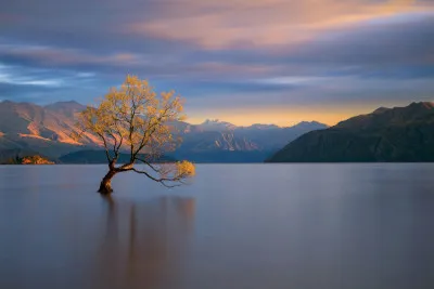 Horizontale foto van een eenzame boom bij het water in Wanaka tijdens zonsopkomst met warme gele tinten