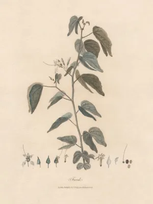 Verticale vintage botanische illustratie met planten en buitenleven uit 1789 door onbekende kunstenaar