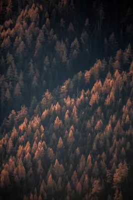 Verticale luchtfoto van een oranje herfstbos met dennenbomen en berglandschap in warm zonlicht