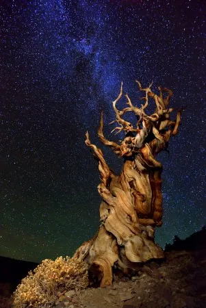 Verticale foto van de Bristlecone Pine in Schulmans Grove onder een heldere sterrenhemel