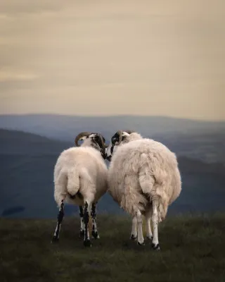 Verticale foto van twee schapen in het glooiende Yorkshire landschap met zacht ochtendlicht en bokeh achtergrond