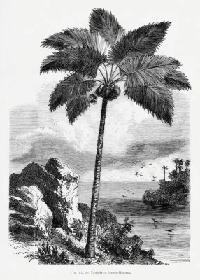 Vintage Palm Tree Drawing I