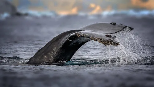 Humpback whale, the owner of Antarctic Ocean