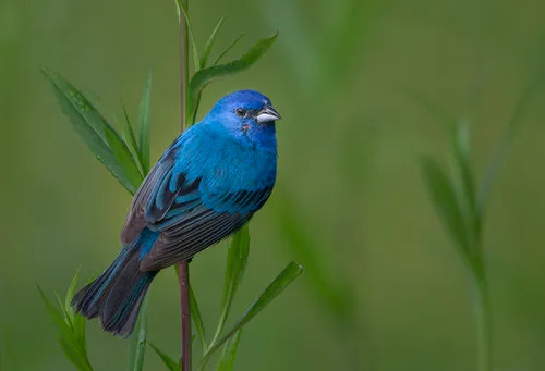 Horizontale fotografie van wilde vogels in een blauwgroen landschap bij zonsopgang in Alabama