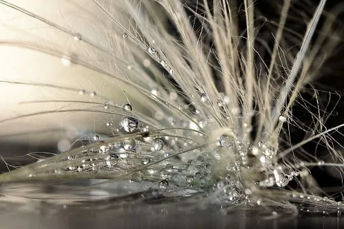 Macrofotografie van waterdruppels als parels op een witte veer in natuurlijke buitenomgeving