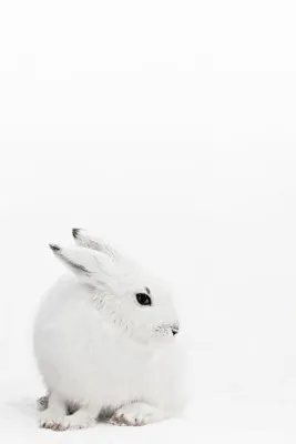 Verticale fotografische portret van een witte poolhaas in besneeuwd IJslands landschap
