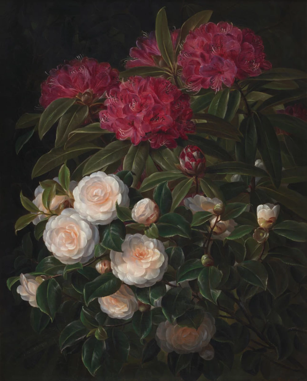 Camellias and rhododendrons door Johan Laurentz Jensen