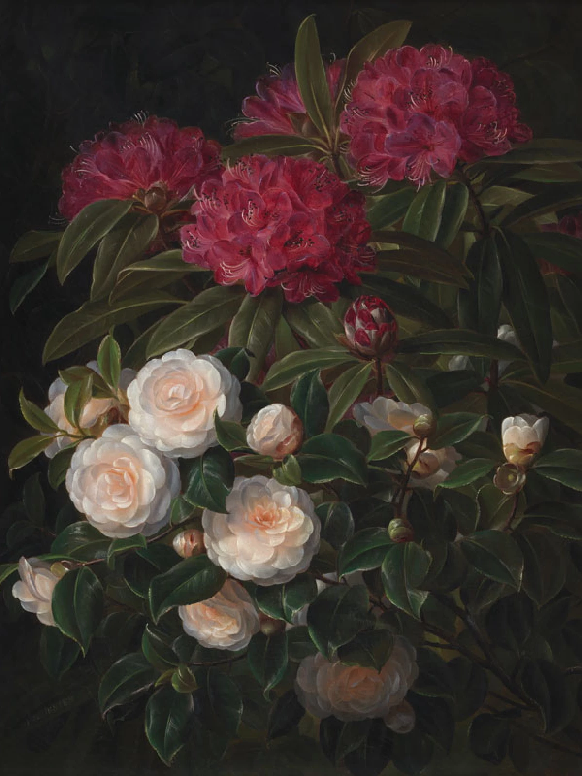 Camellias and rhododendrons door Johan Laurentz Jensen