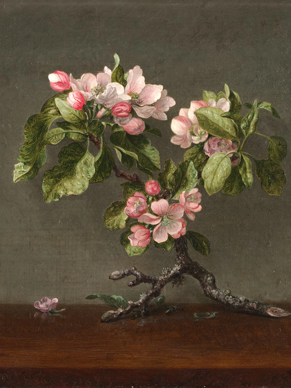 Hummingbird and Apple Blossoms door Martin Johnson Heade