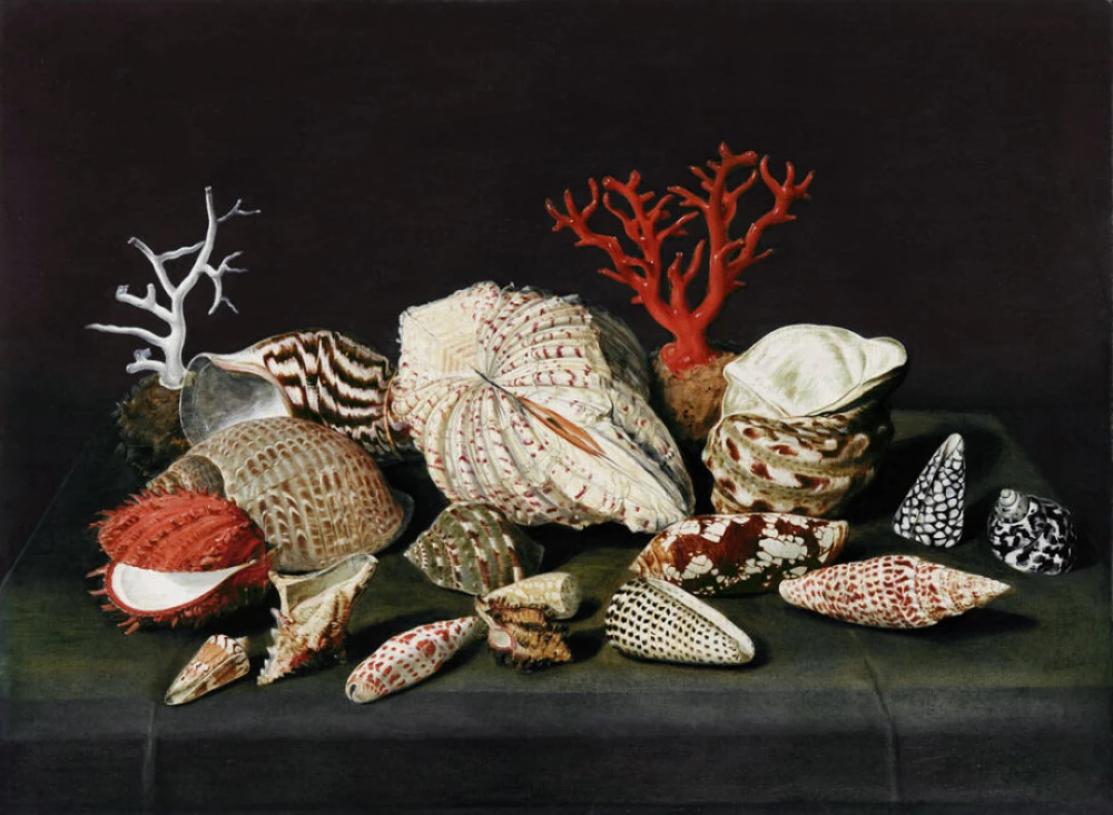 Still Life with Shells and Coral door Jacques Linard