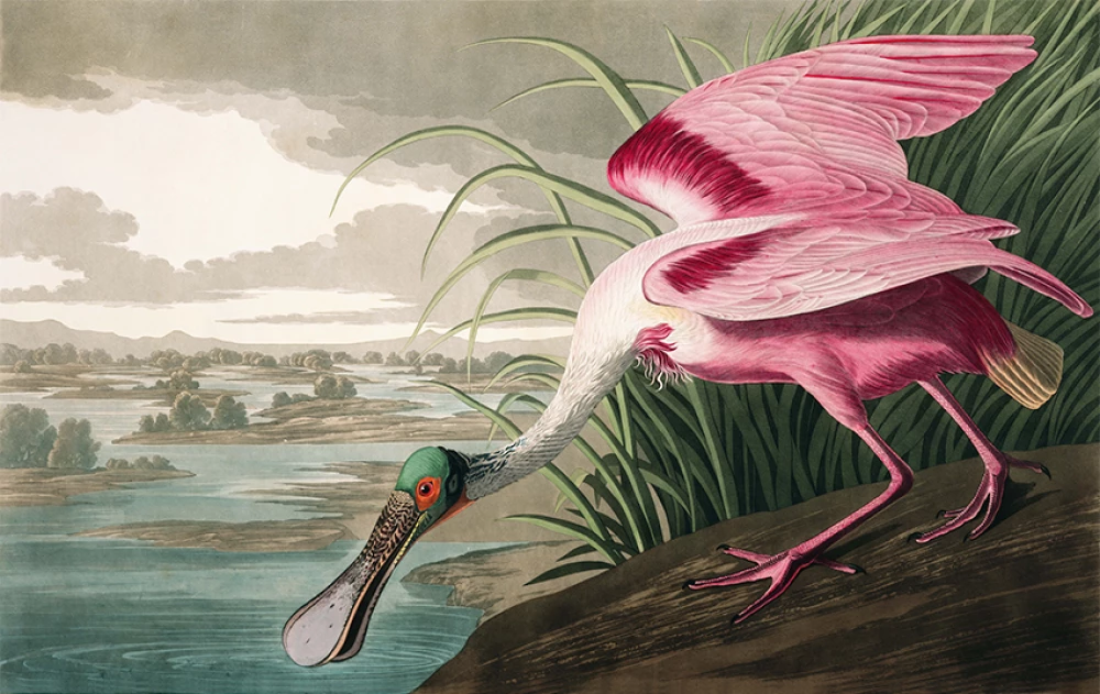 The pink spoonbill door John James Audubon
